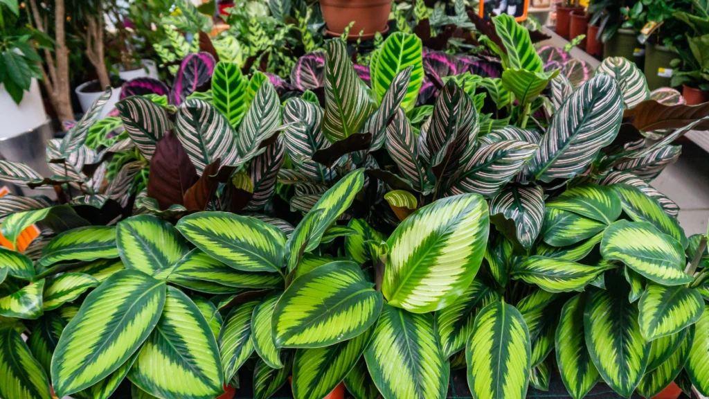 plantas